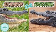 🐊 Alligator OR Crocodile🐊 What's the difference? FOR KIDS