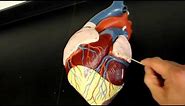 CIRCULATORY SYSTEM ANATOMY: Coronary circulation arteries and cardiac veins vessel model description