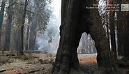 Ancient Redwoods Survive Northern California Wildfire