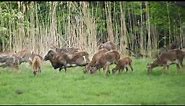 Europäischer Mufflon / European Mouflon / Ovis aries musimon