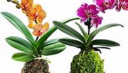 2 Pots Beautiful Mini Yellow and Pink Orchid Live Plants, Moss Planted for Office Table Home Decoration