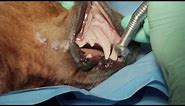 Veterinary Dental Maxillary Canine Tooth Extraction in a Dog