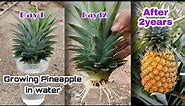 How to Grow Pineapple with Water at Home / Growing Pineapple Plants In Containers by NY SOKHOM