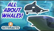 Octonauts - All About Whales! | Special Compilation | Cartoons for Kids