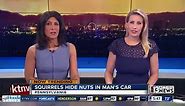 Squirrel hides nuts in car