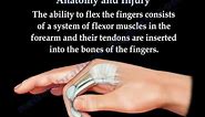 Flexor Tendon Anatomy And Injury - Everything You Need To Know - Dr. Nabil Ebraheim