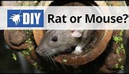Rat or Mouse? Learn the Difference Between Rats and Mice