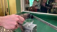 Mexican beaded lizard ( Heloderma horridum) venom extraction.