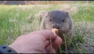 Cute baby Groundhog eats food from man's hand.