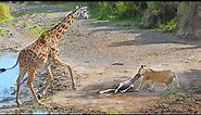 Intense Battle Between Lioness & Giraffe Over Her Newborn Baby