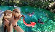 BABY OTTERS GO SWIMMING IN GIANT FRESHWATER LAGOON ! WHAT HAPPENS ?!