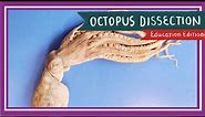 Octopus Dissection || The Tentacles of Today [EDU]