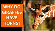 Why do GIRAFFES have horns?