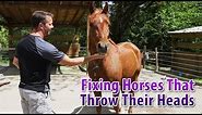 Fixing A Horse That Tosses Their Head Or Throws Their Head