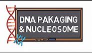 DNA Packaging & Nucleosome | Chromosome Formation | Pocket Bio |