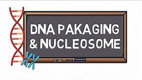 DNA Packaging & Nucleosome | Chromosome Formation | Pocket Bio |