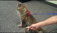 How to Walk Your Cat on a Leash