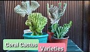 Coral Cactus Varieties | Euphorbia Lactea Cristata