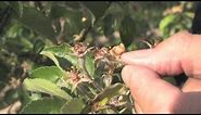 Assessing Spring Freeze Damage to Apples