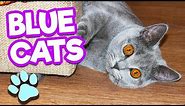 Russian Blue Cats Are Funny, Cute & Smart | #thatpetlife