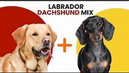 Labrador Dachshund Mix AKA Dachsador