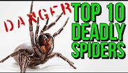 Top 10 MOST Venomous Spiders in the WORLD!