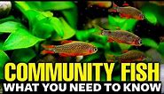 Best Freshwater Community Fish 🐠explained in 11 minutes