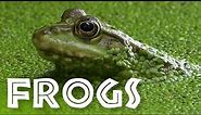 All About Frogs for Kids - Facts About Frogs and Toads for Children: FreeSchool
