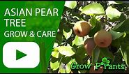 Asian pear tree – grow & care (beautiful fruits)
