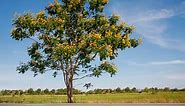 24 Yellow Flowering Trees in Spring - ProGardenTips