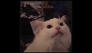 White cat meowing meme
