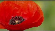 The Poppy: A Symbol of Remembrance