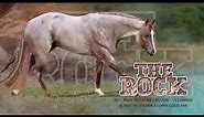 The Rock - AQHA Red Roan Stallion
