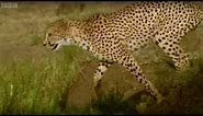 Adorable Cheetah Brothers Learn To Cross Water | Fast Track to Freedom | BBC Earth