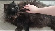 Cute and fluffy black cat enjoys cuddles.