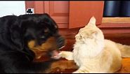 Young Maine Coon Cat fights Young Bentley the Rottweiler