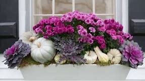 Top Fall Decorating Ideas for Your Window Boxes