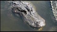 Large American Alligators (Alligator mississippiensis)