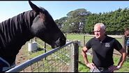 What is cribbing/windsucking? Why do horses do it, with Andrew McLean