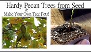 How to Grow Pecan Trees from Seed