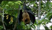 Fruit bats, Seychelles