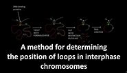Chromosome conformation capture method