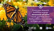 Monarch Butterfly Fact Sheet