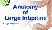 Anatomy of Large Intestine (Full Lecture)