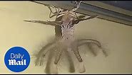 A man finds weird looking creature crawling across his ceiling