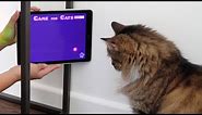 MY CATS Play APP GAMES!