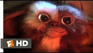 Gremlins (1/6) Movie CLIP - Billy Meets Gizmo (1984) HD