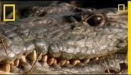 Croc vs. Monitor Lizard | National Geographic