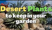 These Desert Plants you can keep in your home garden