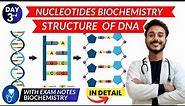 nucleotides biochemistry | dna structure biochemistry | structure of dna biochemistry